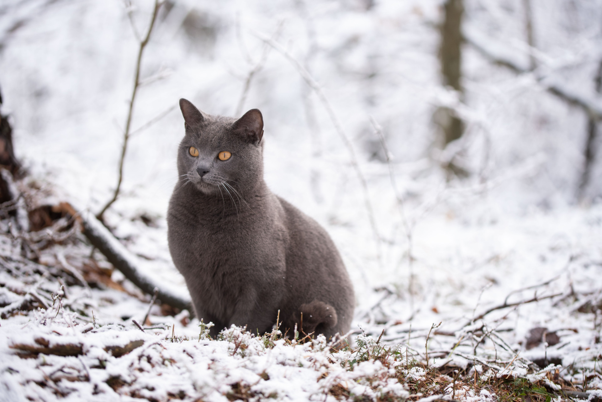 Rare cat breeds you've probably never heard of