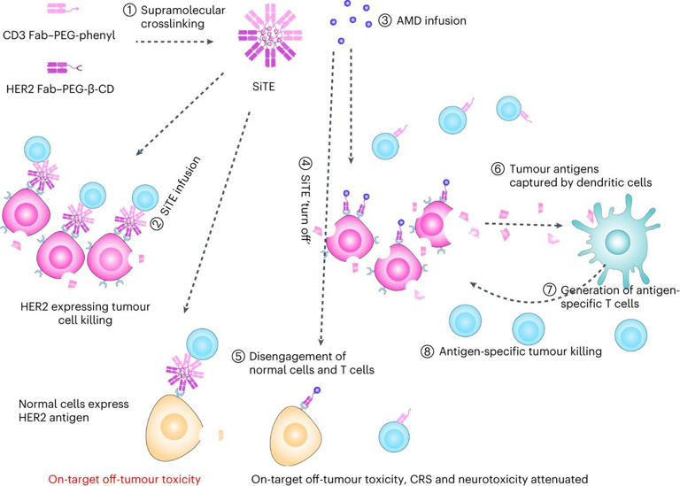 'Switchable' bispecific antibodies pave way for safer cancer treatment