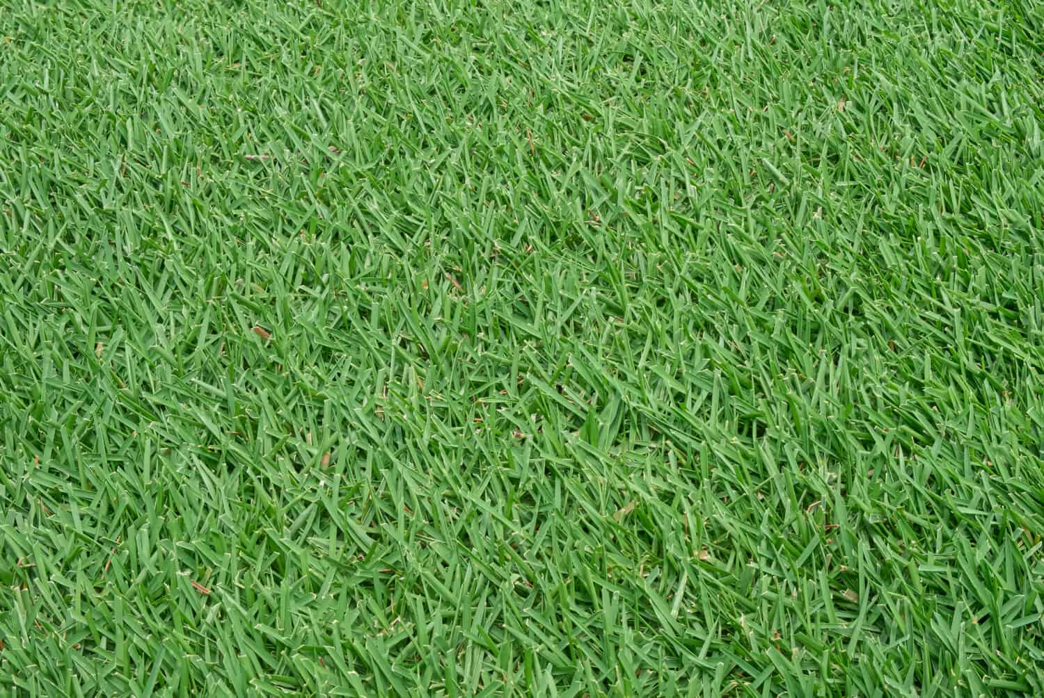 Why You Should Avoid Artificial Turf In Your Yard