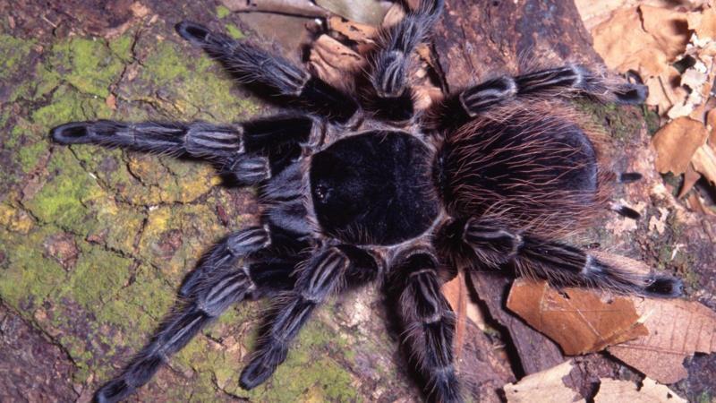 veneno de aranha nativa pode ser a cura do câncer, diz estudo brasileiro
