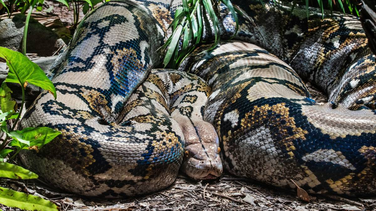 amazon, scientists discover world’s biggest snake in amazon rainforest: what we know about this new giant anaconda