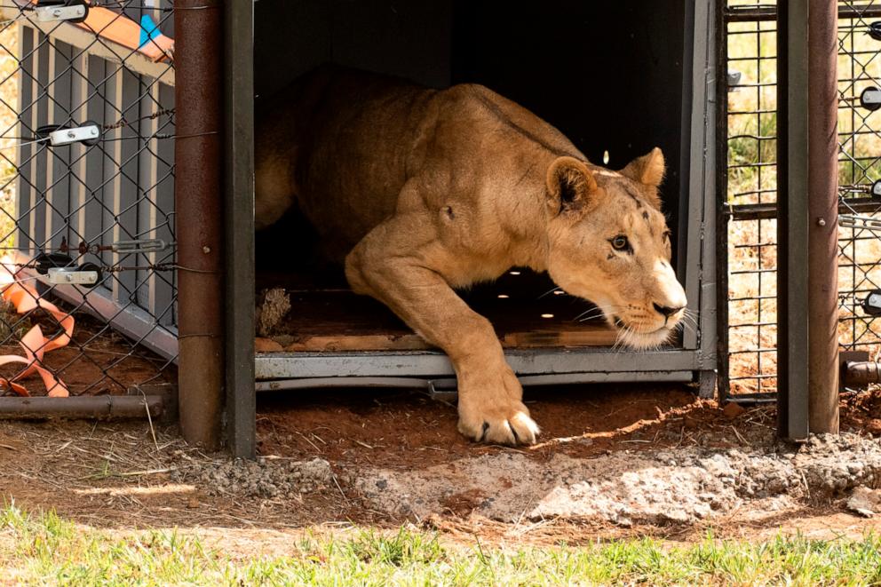 11 lions rescued from conflict-hit sudan arrive in south africa