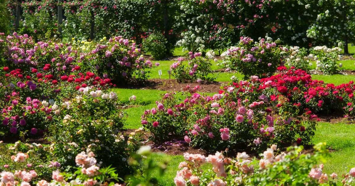 <p> The beautiful Helen S Kaman Rose Garden in the center of Elizabeth Park first opened back in 1904 and has been delighting visitors ever since. For a fun and free afternoon, check out more than 800 different varieties of roses. </p>