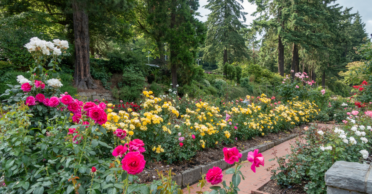 <p> From May through October each year, visitors to Portland’s Washington Park can enjoy more than 10,000 rose bushes in beautiful bloom. The garden includes more than 600 different varieties of roses and it’s completely free to take a leisurely walk through the gardens.  </p>