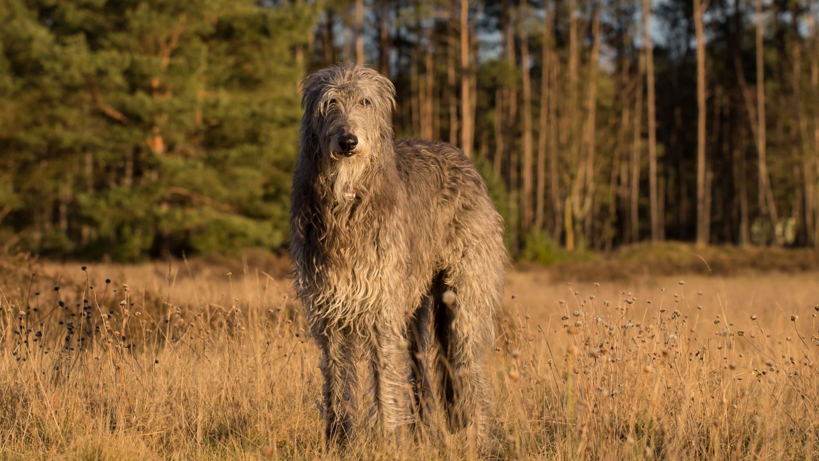 <p>Similar in appearance and size to the Irish Wolfhound, Scottish Deerhounds have a similarly short lifespan of only 8 to 11 years. <a href="https://www.hillspet.com/dog-care/dog-breeds/scottish-deerhound">Hill’s</a> describes them as laid-back and undemanding pets but states that they’re prone to heart disease and cancer, much like other large breeds on this list.</p>