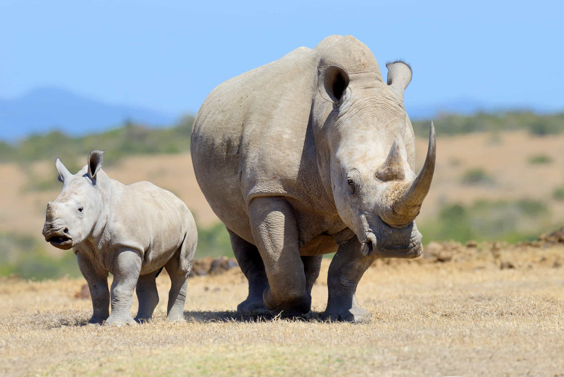 These are the most trafficked animals in the world