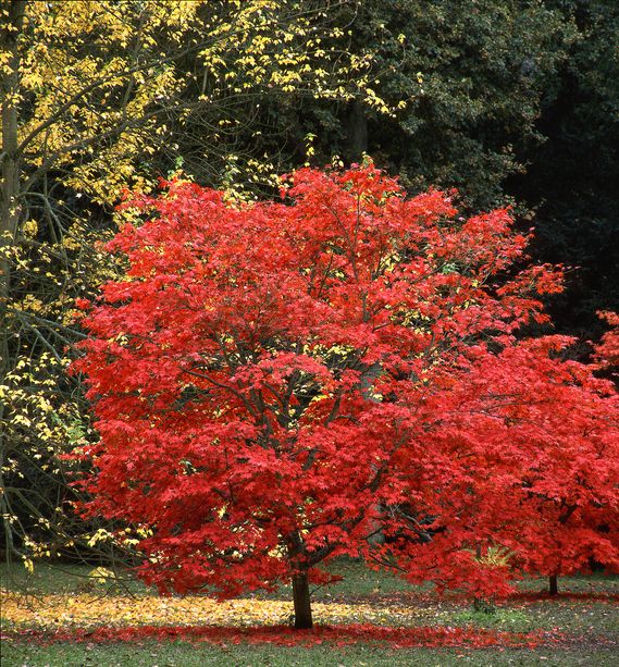 These 25 Plants Will Add Color and Texture to Any Shade Garden