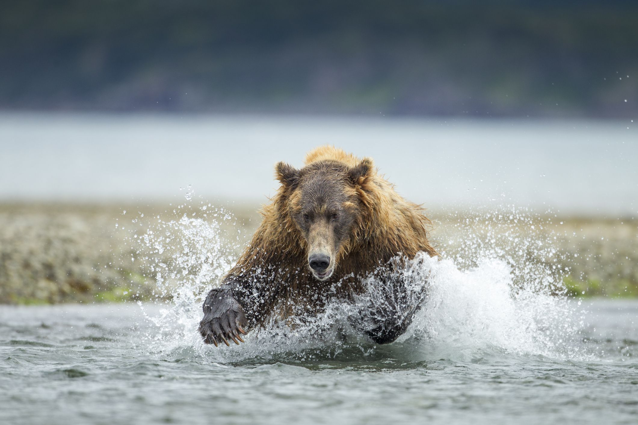 Stunning Photos of Some of the Most Magnificent Animals in America