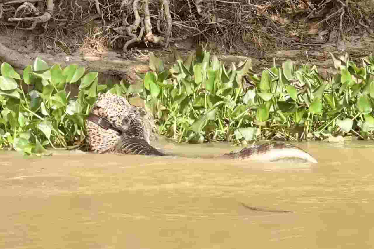 imponerende video: finn ut hvem som vinner en kamp mellom jaguar og alligator