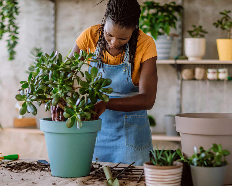 How To Care For A Jade Plant — 7 Pro Tips For Growing These Tough 