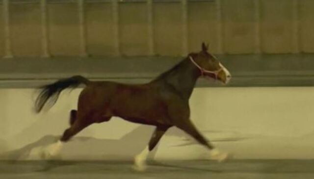 ηπα: άλογο κάλπασε σε αυτοκινητόδρομο στη φιλαδέλφεια - δείτε βίντεο