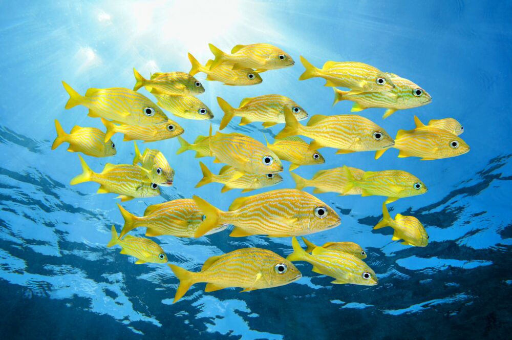 Fish use collective behavior to reduce energy costs