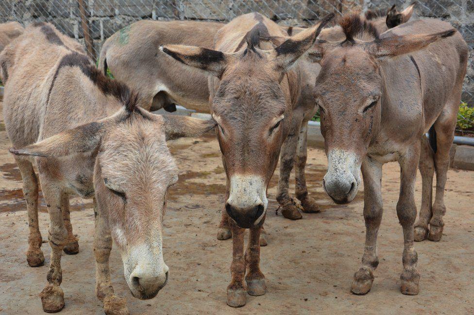os milhões de burros mortos todos os anos para produzir remédio tradicional