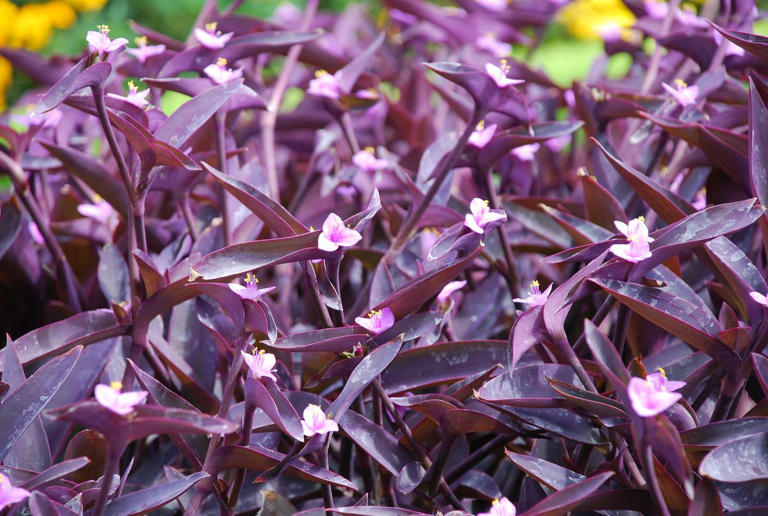 Is Your Purple Heart Plant Fading? Here's How to Revive It