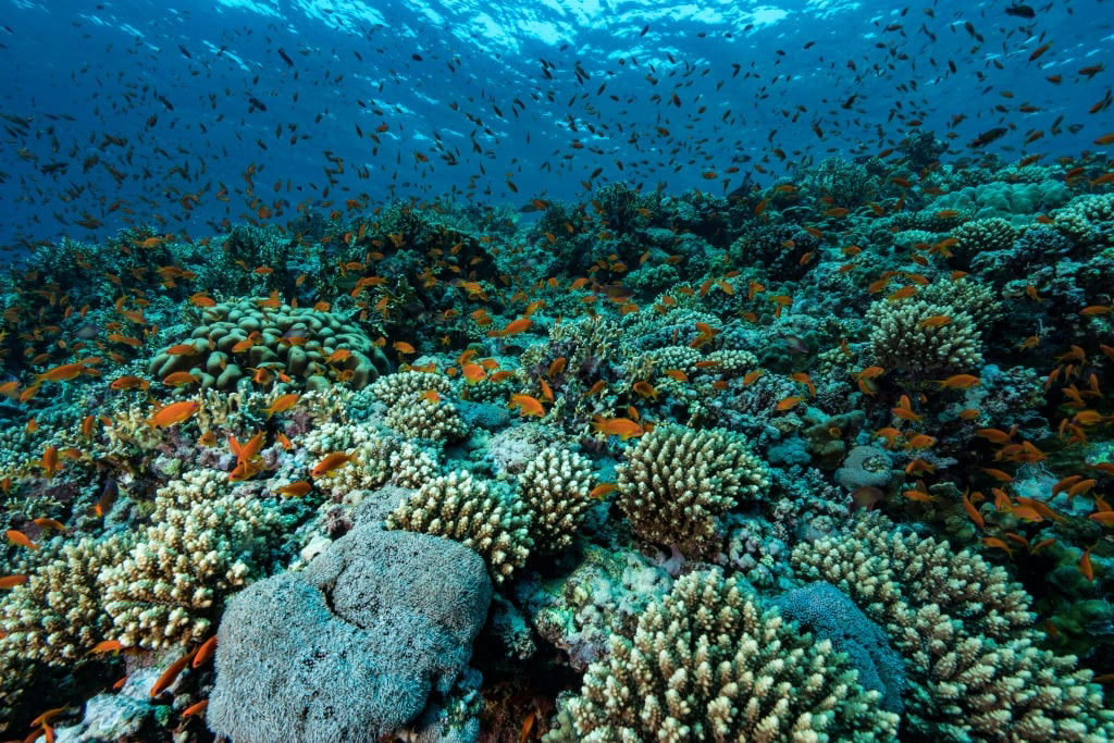 Coral Reefs 101: Everything You Need to Know
