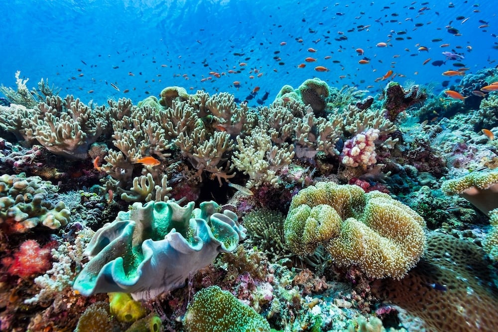 Coral Reefs 101: Everything You Need To Know