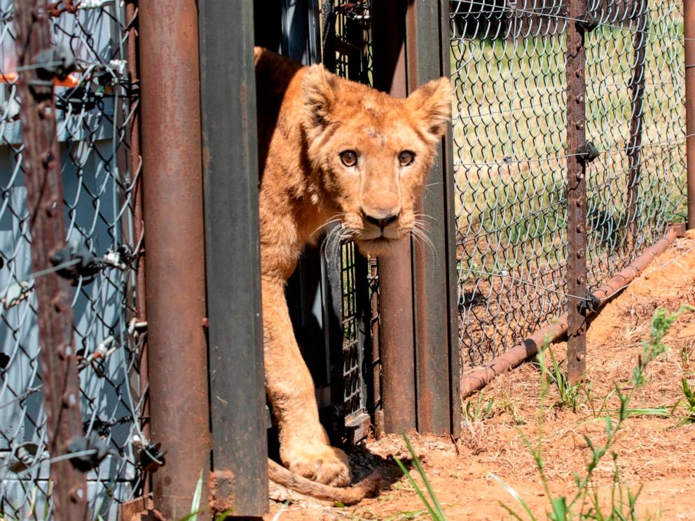 11 lions rescued from conflict-hit sudan arrive in south africa