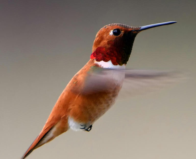 A pesar de su tamaño diminuto, los colibríes son símbolo de sabiduría y buenos deseos en la mitología maya.