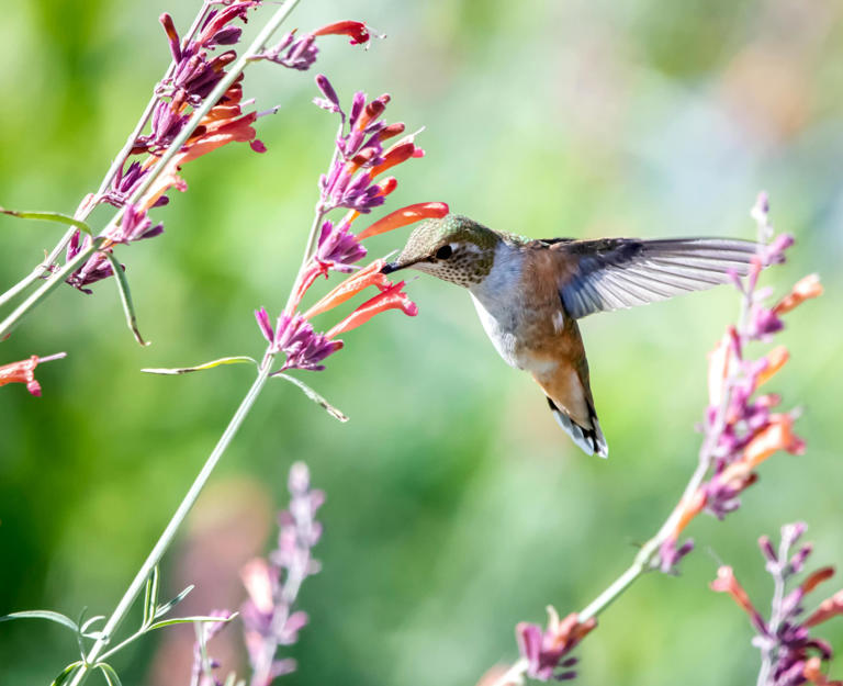 Según la leyenda maya, los colibríes llevan mensajes de seres queridos en sus visitas.