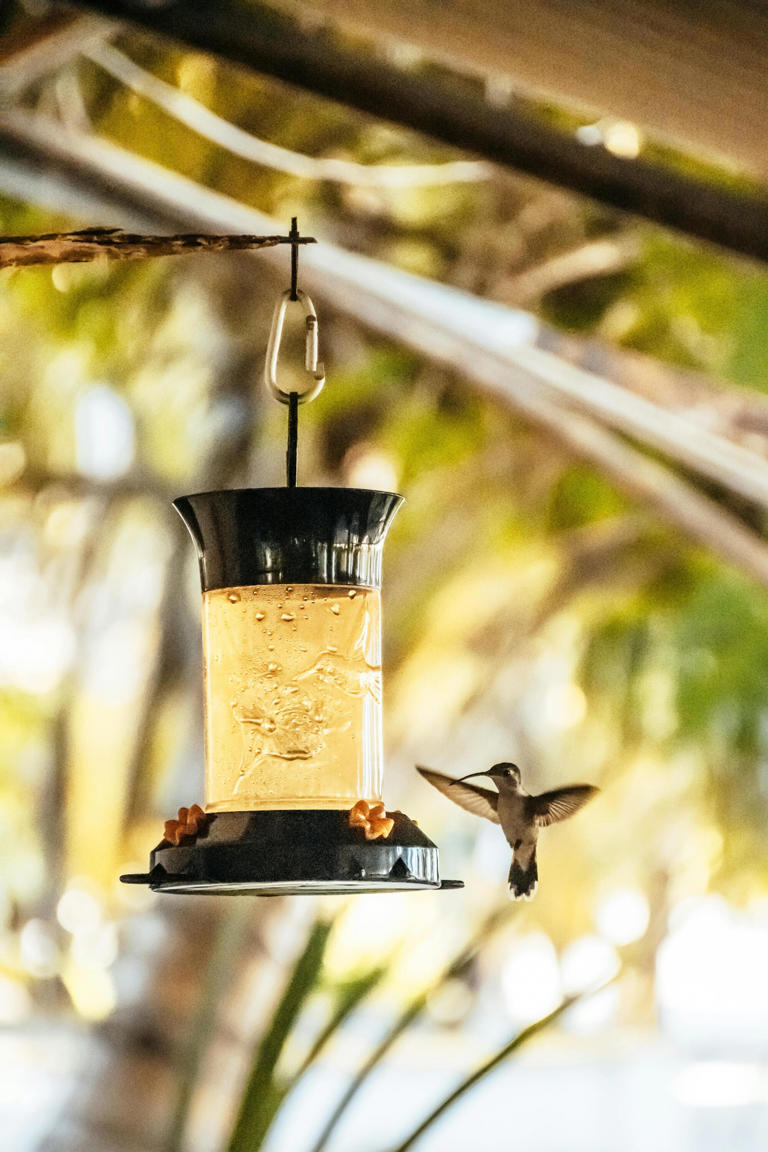 Gracias a su ligereza es que los colibríes son los mensajeros perfectos según las creenecias de algunas culturas mesoamericanas.