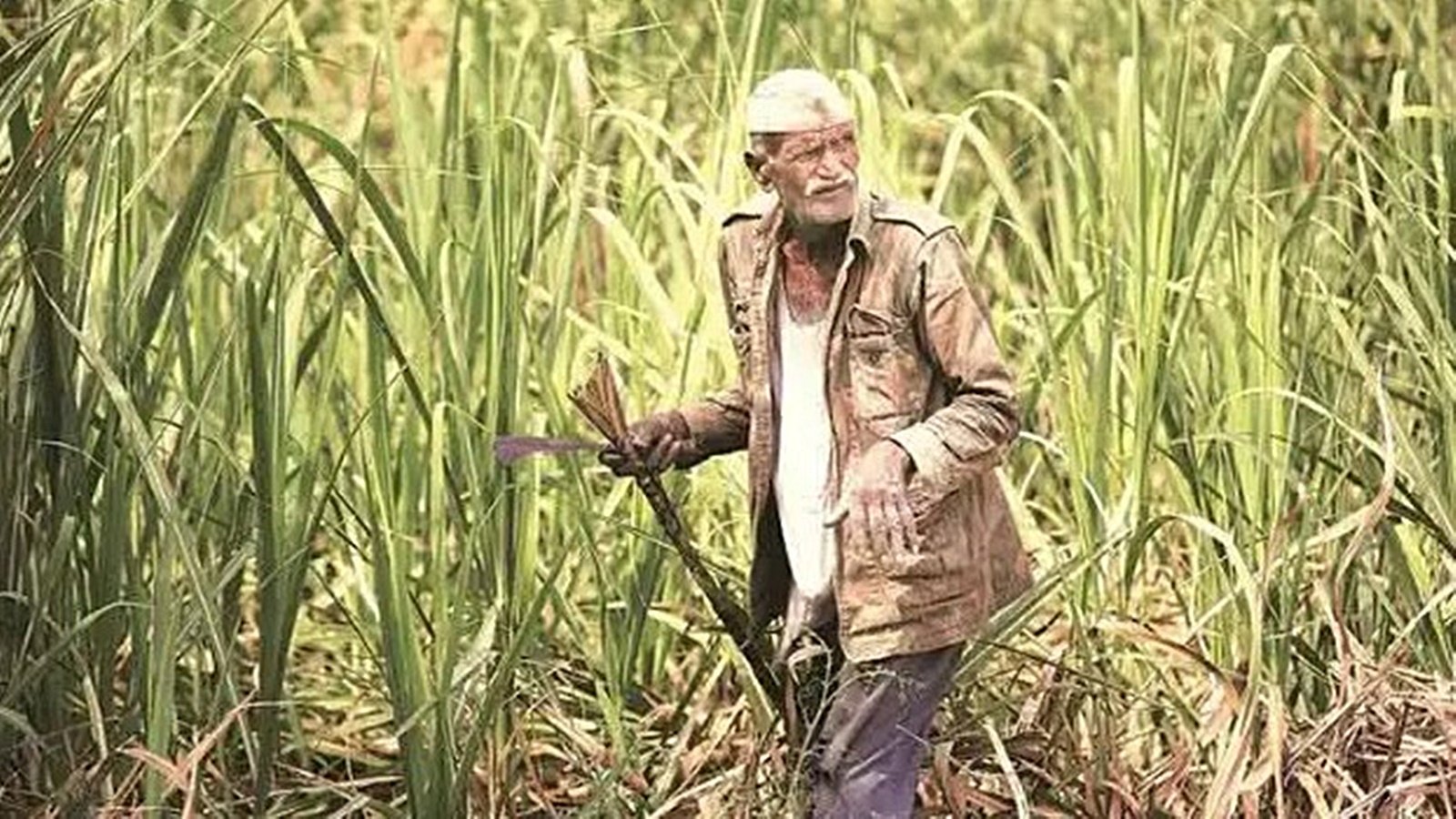 android, cabinet approves hike in sugarcane procurement price to rs 340 per quintal