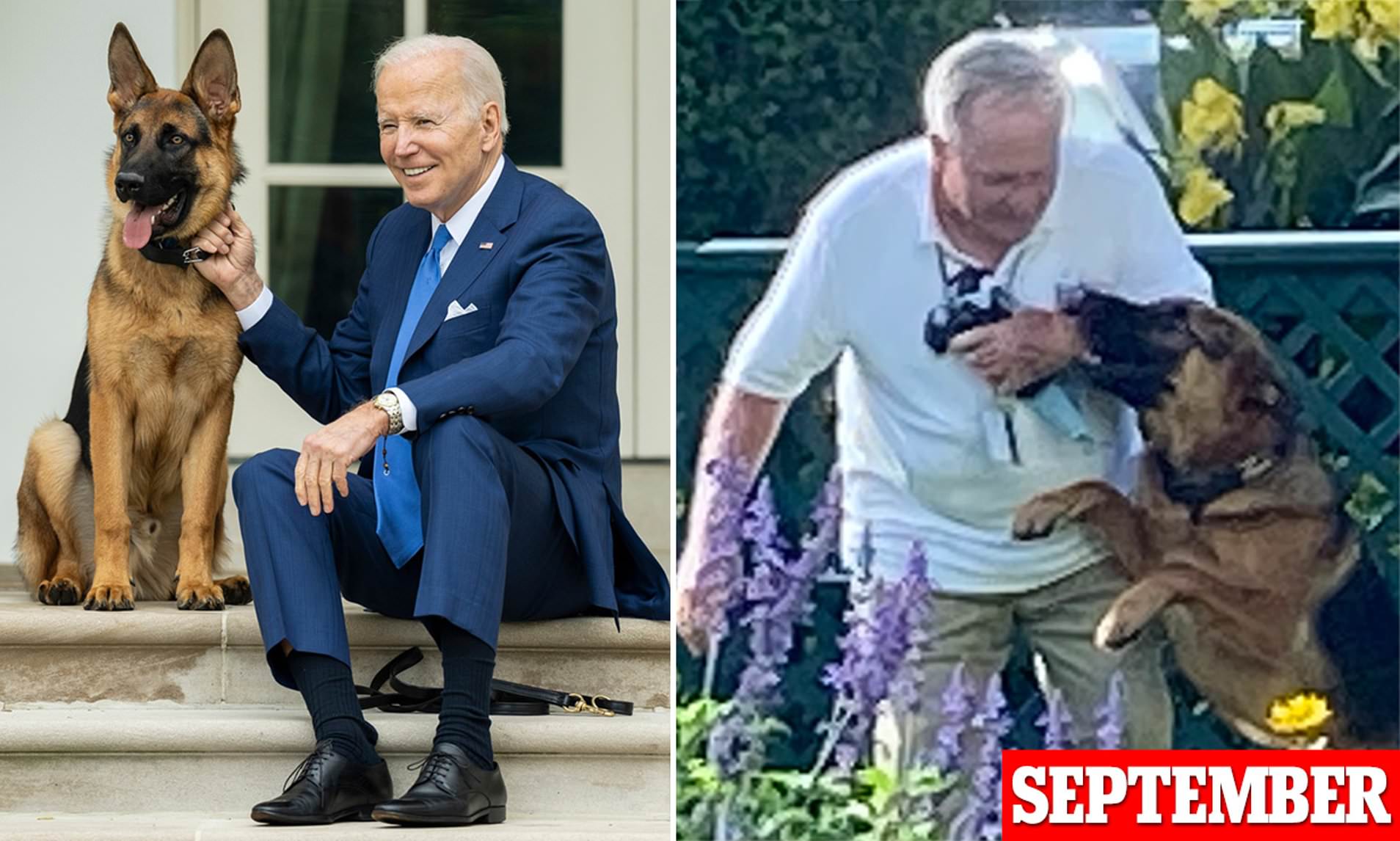 Biden's Dog Commander Bit Secret Service Agents In At Least 24 ...