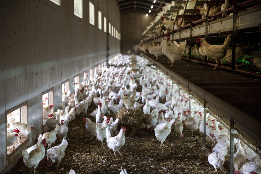 asia cage-free benchmark: malaysia scores lowest in supporting industry shift towards non-battery farming for laying hens