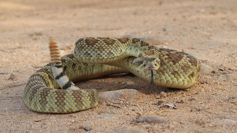 20 Types Of Snakes, Ranked By Danger Level