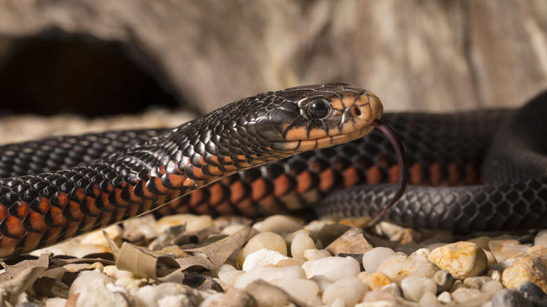 20 Types Of Snakes, Ranked By Danger Level