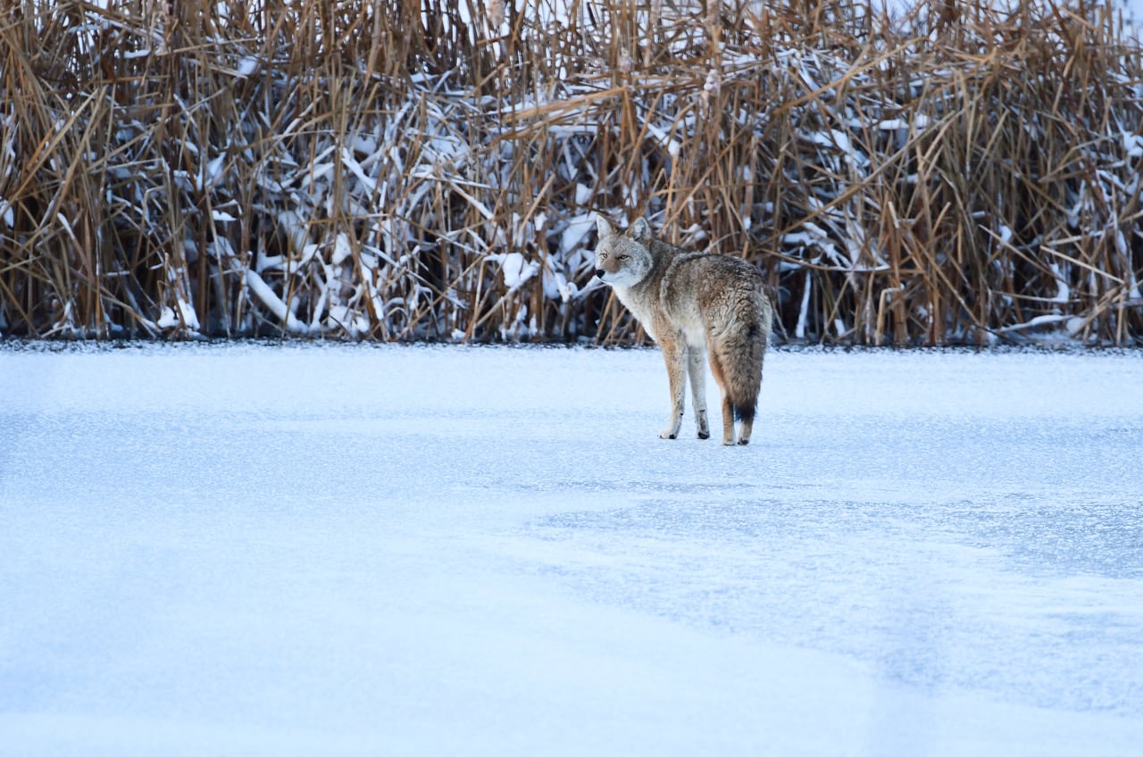 how to, it's mating season for coyotes. here's how to limit encounters and stay safe