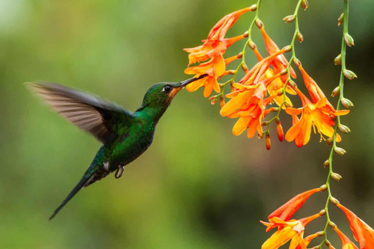 Discover How Long Hummingbirds Can Go Without Food