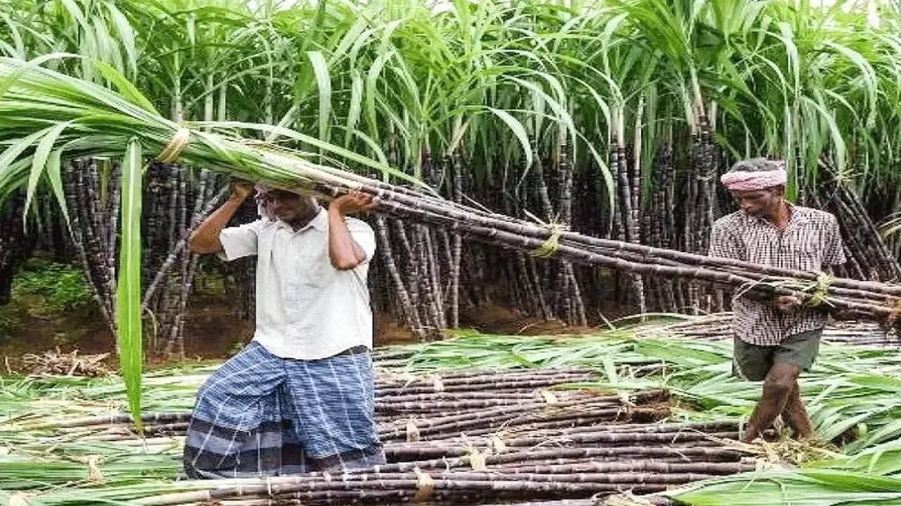 amid farm stir, cabinet nod to record increase in sugarcane support price