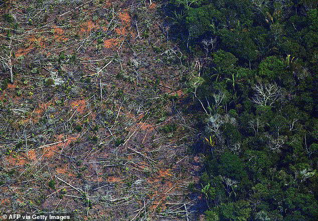 This study looked at the 'biodiversity footprint', which instead refers to the extent habitats of plant and animal species are affected. An example is deforestation - the process of cutting down trees often to make space for growing crops, which destroys species' homes 