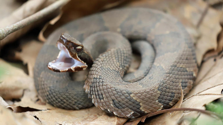 20 Types Of Snakes, Ranked By Danger Level