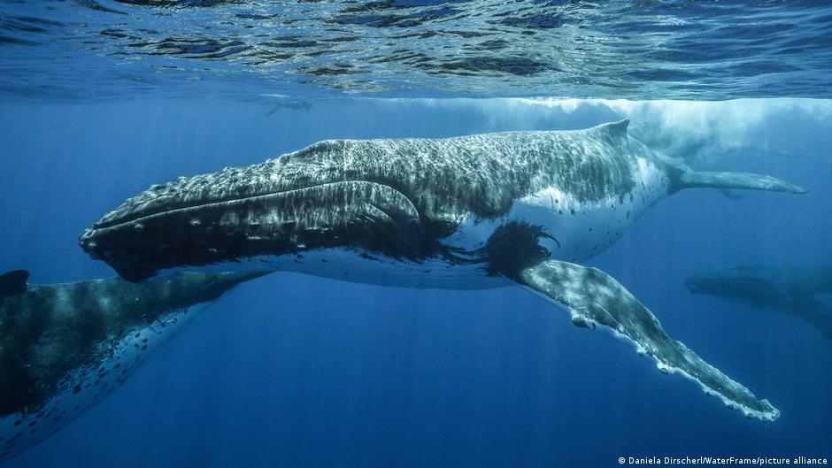 cae 20% en una década el número de ballenas jorobadas
