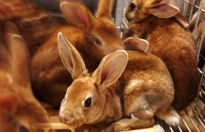 제주도 동물원서 토끼 관람 체험하다가 손가락 절단된 15개월 아이 (영상)