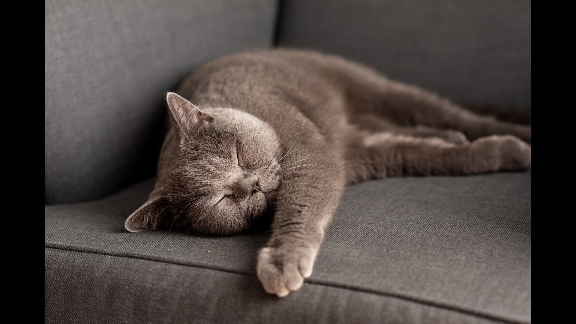 32 of the most common illness in cats