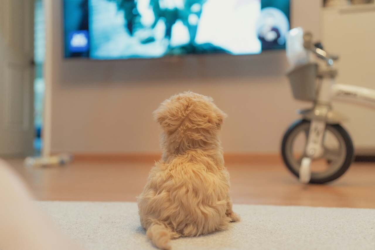 nuovo studio rivela ciò che i cani preferiscono guardare in tv