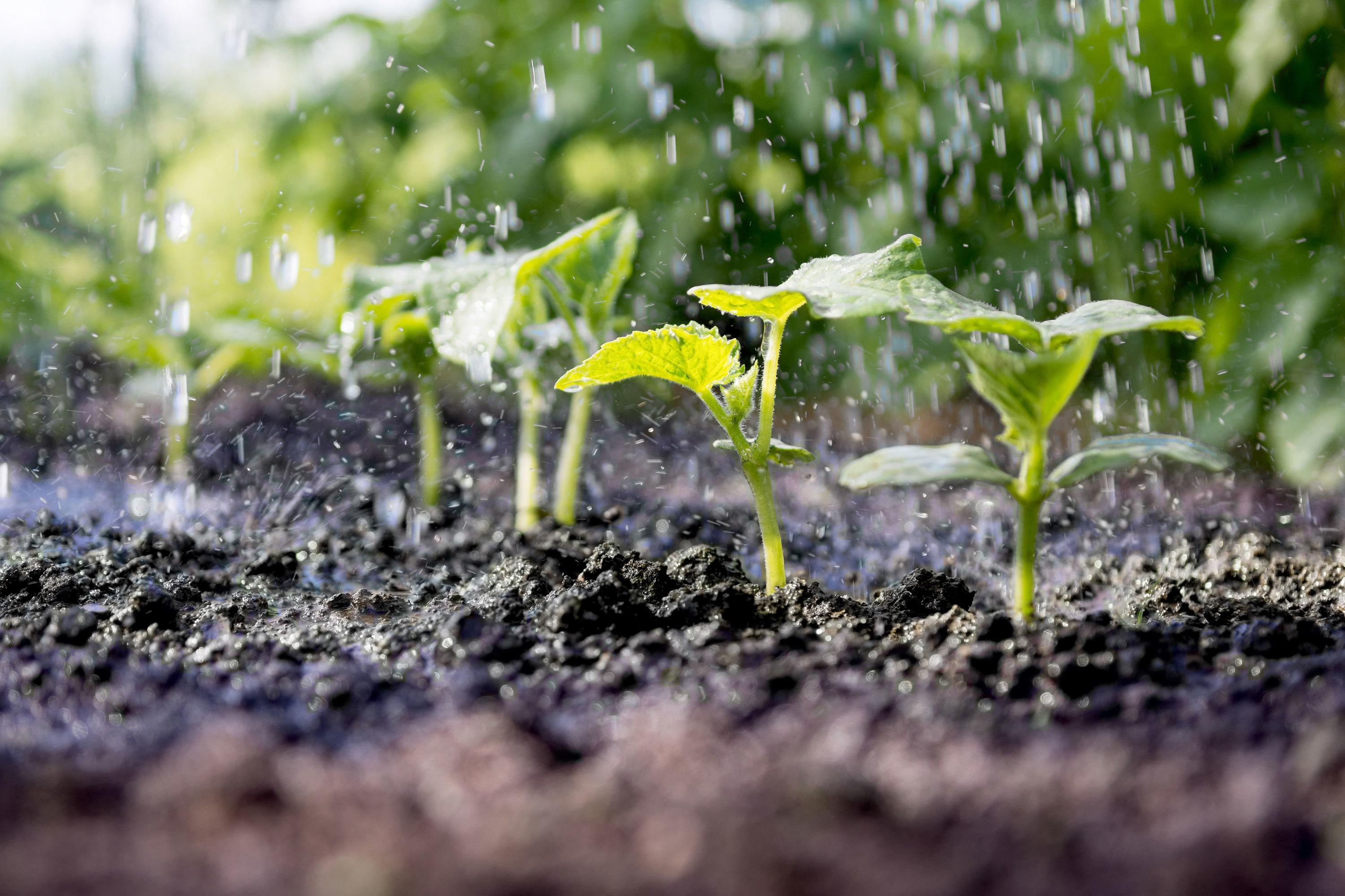 l'eau de pluie est-elle meilleure pour les plantes que l'eau du robinet ?