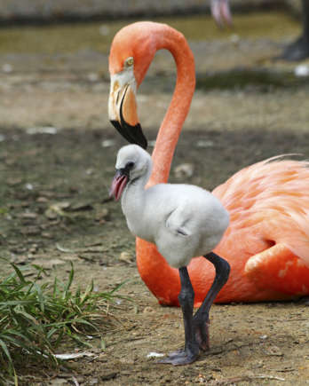 Baby-flamingo's