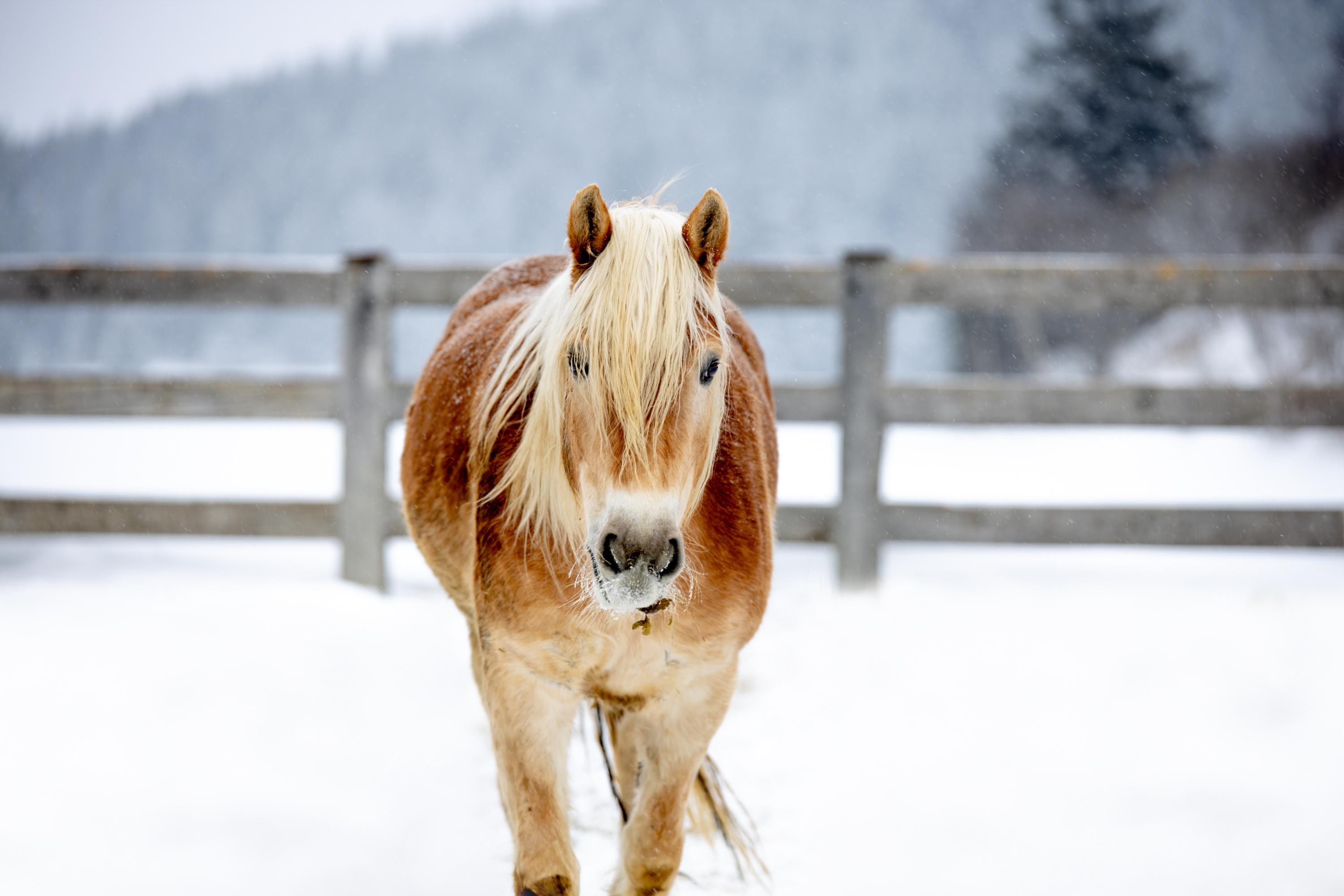 comment prendre soin de son cheval en hiver ?