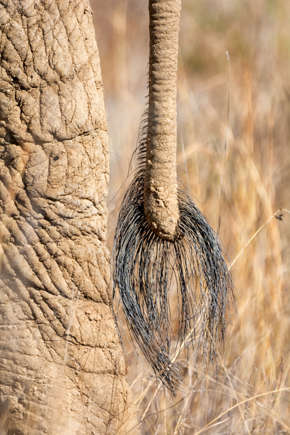 Het puntje van de staart van een olifant