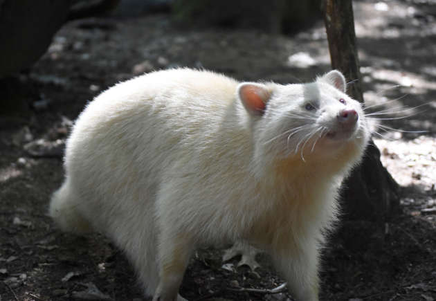 Een albino-wasbeer