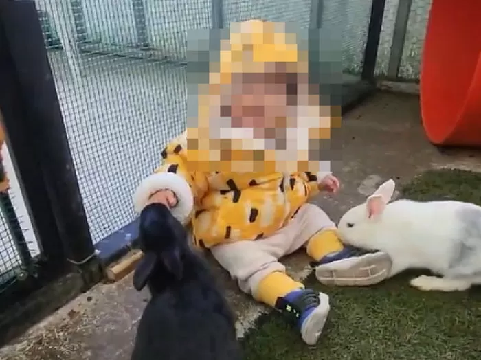 제주도 동물원서 토끼 관람 체험하다가 손가락 절단된 15개월 아이 (영상)