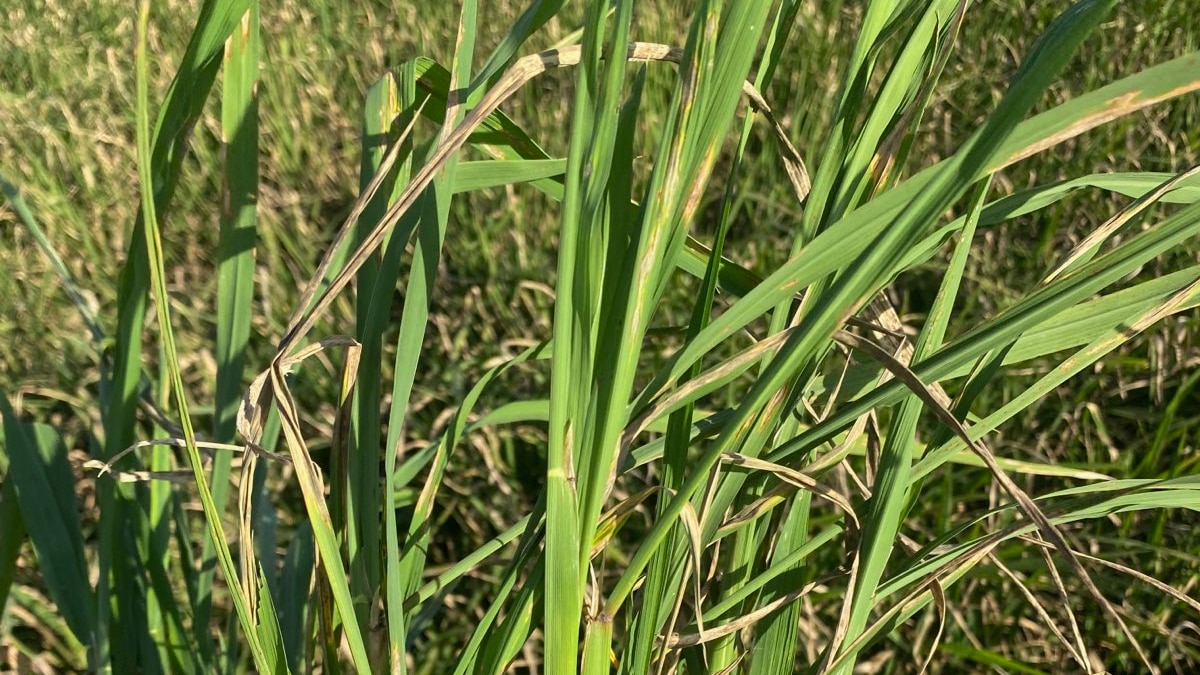 rice blast fungal disease found near lismore as northern rivers growers destroy crops
