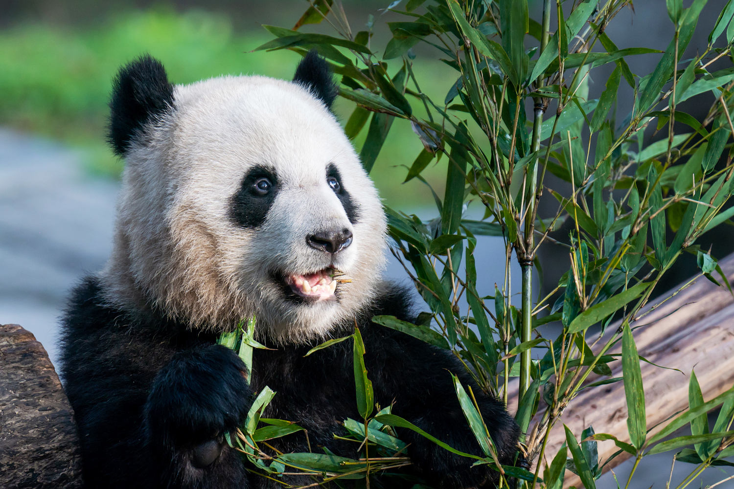 panda diplomacy is back: china to send the u.s. a new delegation of the black-and-white bears