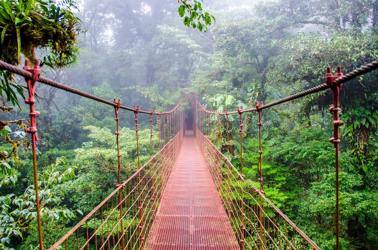 <p><span>In Costa Rica’s Monteverde Cloud Forest Reserve, you’ll find yourself engulfed in a misty, biodiverse haven. Here, you can embark on a variety of canopy tours, including zip-lining and traversing hanging bridges, to witness the rich array of flora and fauna from a bird’s-eye view. This area is a haven for birdwatchers, with the resplendent quetzal being a highlight. The unique ecosystem here, combining altitude with moisture, creates an environment where biodiversity thrives, offering an unparalleled opportunity to see a wide range of wildlife and exotic plants.</span></p> <p><b>Insider’s Tip: </b><span>Visit during the early morning hours for the best wildlife viewing opportunities. </span></p> <p><b>When To Travel: </b><span>The dry season from December to April offers clearer skies and less rain. </span></p> <p><b>How To Get There: </b><span>Monteverde is about a 3-hour drive from San José, Costa Rica’s capital.</span></p>