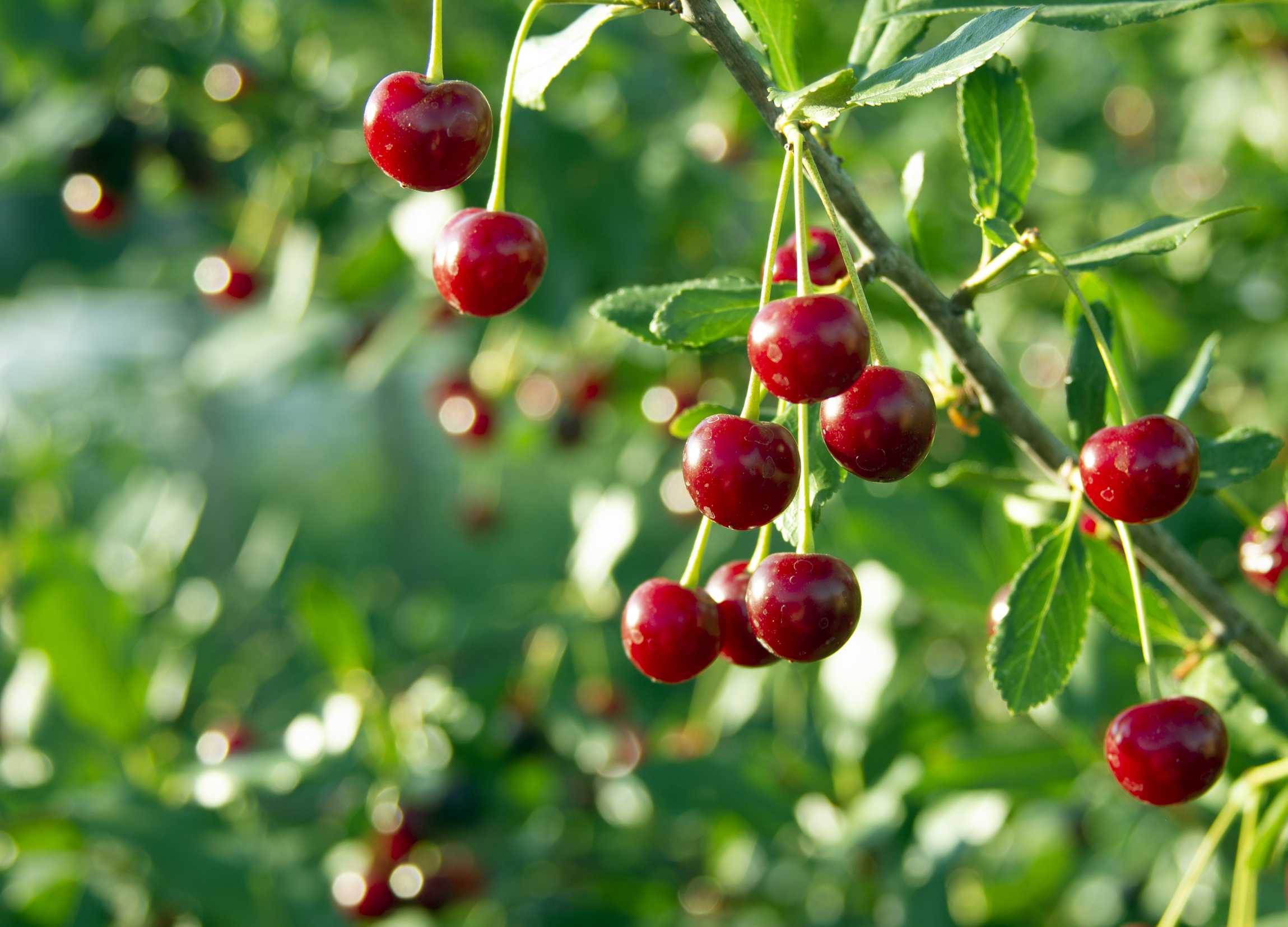 microsoft, cherry superfood: expert nutrition tips for optimal health