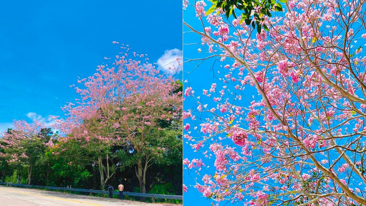 cherry blossom-like trees spotted in sarangani province