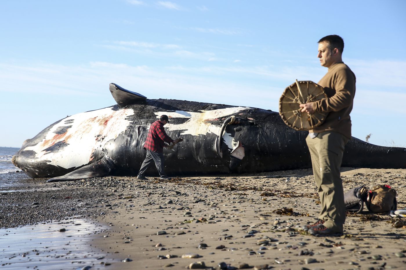 how to, we know how to save these beloved endangered whales. yet we’re mindlessly killing them.
